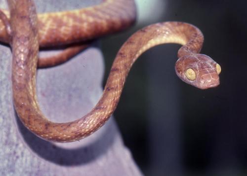 Brown tree snake(Boiga irregularis)