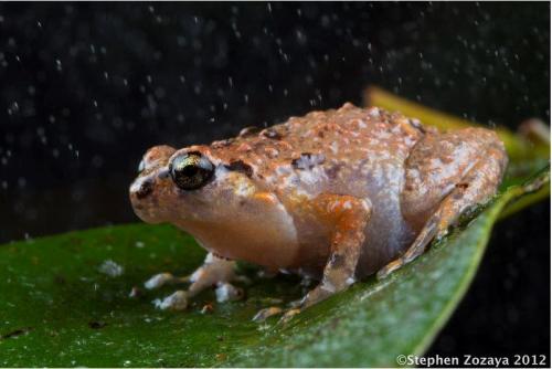 Southern Ornate Nursery Frog (Cophixalus australis)