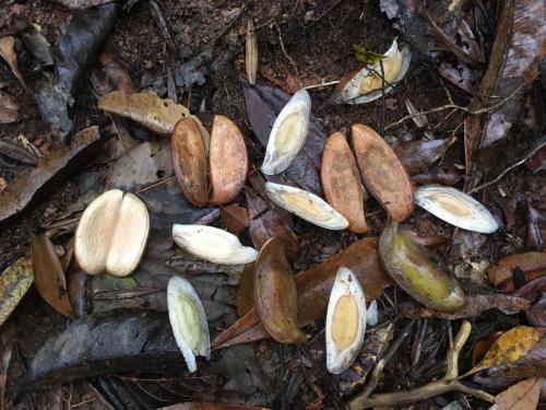 Darlingia darlingiana seeds and capsules