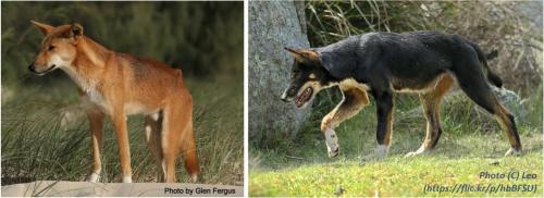 dingo diptych