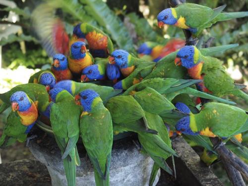 Rainbow Lorikeets at bird feeder