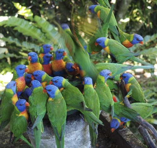 Rainbow Lorikeets at bird feeder (2)