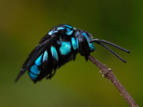 Neon Cuckoo-bee