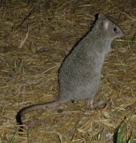 Northern Bettong