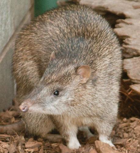 northern brown bandicoot (Isoodon macrourus)