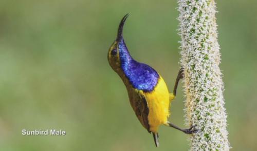 Sunbird